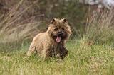 CAIRN TERRIER 648